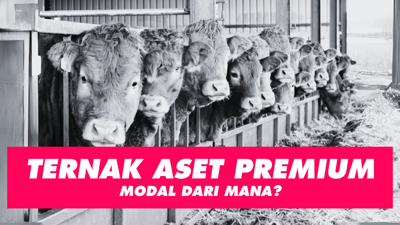 Ternak Aset Premium, Modal dari Mana?